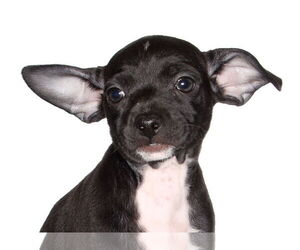 Chiweenie Dogs for adoption in Oakland Park, FL, USA