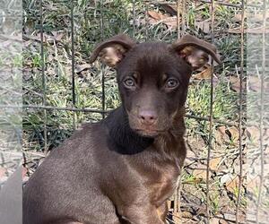 Dachshund-Unknown Mix Dogs for adoption in Yardley, PA, USA