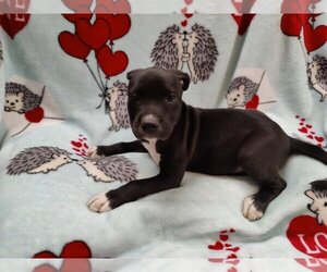 Labrador Retriever-Unknown Mix Dogs for adoption in Dalzell, SC, USA