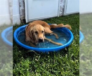 Golden Retriever Dogs for adoption in Sistersville, WV, USA