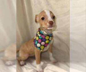 Chiweenie Dogs for adoption in New York, NY, USA