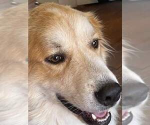 Golden Pyrenees Dogs for adoption in New Castle, DE, USA