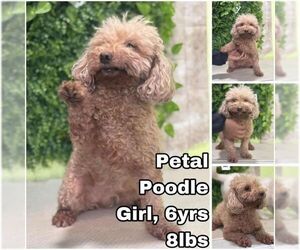 Mutt Dogs for adoption in Seattle, WA, USA