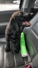 Labrador Retriever Dogs for adoption in Perry, GA, USA