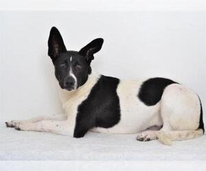 Border Collie-Unknown Mix Dogs for adoption in Oroville, CA, USA