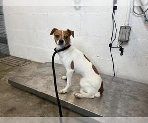 Mutt Dogs for adoption in Corona, CA, USA