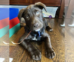 Labrador Retriever-Unknown Mix Dogs for adoption in Bellevue, WA, USA
