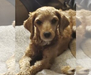 Goldendoodle (Miniature) Dogs for adoption in Stroudsburg, PA, USA