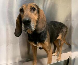 Bloodhound Dogs for adoption in Rocky Mount, VA, USA
