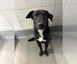 Labrador Retriever-Unknown Mix Dogs for adoption in San Antonio, TX, USA