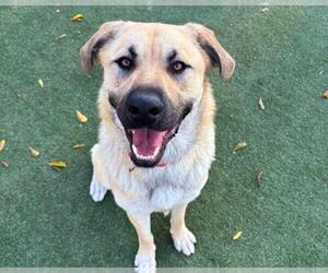Anatolian Shepherd-Unknown Mix Dogs for adoption in Martinez, CA, USA