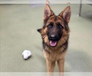 German Shepherd Dog-Unknown Mix Dogs for adoption in Moreno Valley, CA, USA