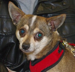 Chihuahua Dogs for adoption in Longview, WA, USA