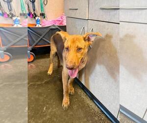 Carolina Dog-Unknown Mix Dogs for adoption in Rockwall, TX, USA