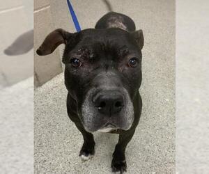 American Pit Bull Terrier Dogs for adoption in Conroe, TX, USA