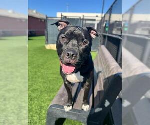 Mutt Dogs for adoption in San Francisco, CA, USA