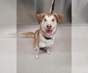 Alaskan Malamute-Huskies Mix Dogs for adoption in Fairbanks, AK, USA