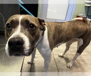 Medium Photo #1 American Staffordshire Terrier-Unknown Mix Puppy For Sale in Grand Prairie, TX, USA