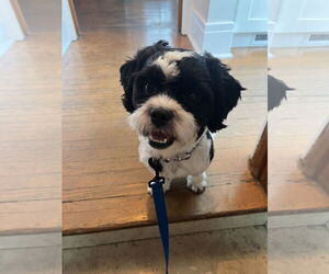 Shih Tzu-Unknown Mix Dogs for adoption in Lockport, NY, USA
