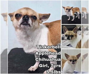 Chihuahua Dogs for adoption in Seattle, WA, USA