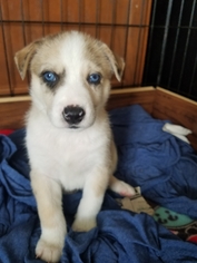 Medium Photo #244 Alaskan Malamute-Catahoula Leopard Dog Mix Puppy For Sale in San Antonio, TX, USA