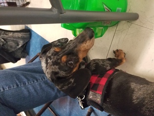 Dachshund Dogs for adoption in Kenosha, WI, USA