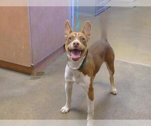 Parson Russell Terrier-Unknown Mix Dogs for adoption in Sacramento, CA, USA