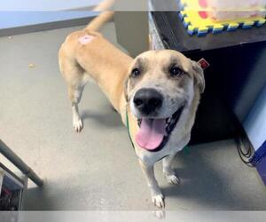 Great Dane Dogs for adoption in Bakersfield, CA, USA