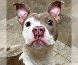 Mutt Dogs for adoption in Jefferson, WI, USA
