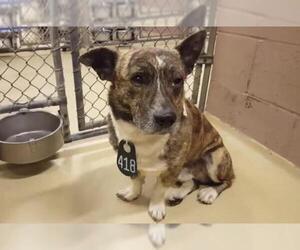 Pembroke Welsh Corgi Dogs for adoption in Houston, TX, USA