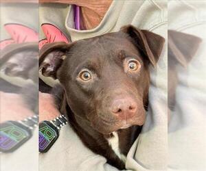 Chihuahua-Unknown Mix Dogs for adoption in Tulsa, OK, USA