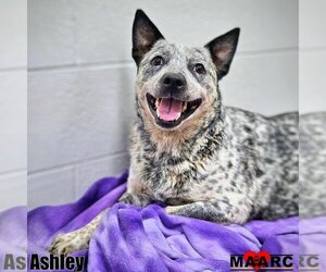 Mutt Dogs for adoption in Maryville, TN, USA