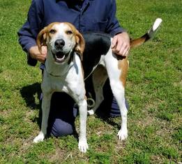 Small American Foxhound-Treeing Walker Coonhound Mix
