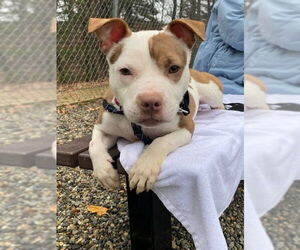 American Staffordshire Terrier Dogs for adoption in Sayreville, NJ, NJ, USA