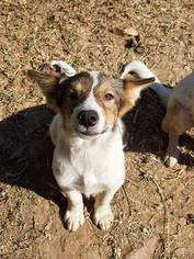 Medium Photo #1 Border-Aussie Puppy For Sale in Agoura Hills, CA, USA