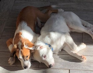 Border Collie-Unknown Mix Dogs for adoption in Sanford, FL, USA