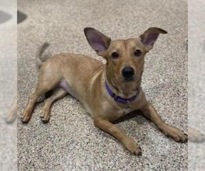 - Mix Dogs for adoption in Tempe, AZ, USA