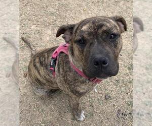 American Staffordshire Terrier-Unknown Mix Dogs for adoption in San Antonio, TX, USA