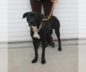 American Pit Bull Terrier-Unknown Mix Dogs for adoption in Louisville, KY, USA