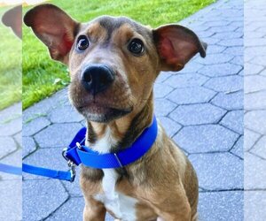 Mutt Dogs for adoption in Whitestone, NY, USA
