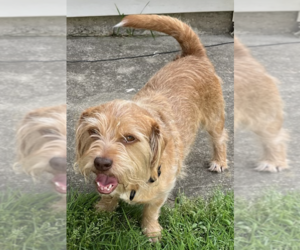 Jacairn Dogs for adoption in Decatur, GA, USA