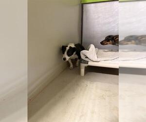 Cocker Spaniel Dogs for adoption in Bakersfield, CA, USA