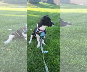 Chihuahua-Unknown Mix Dogs for adoption in Denver , CO, USA