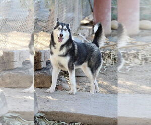 - Mix Dogs for adoption in El Centro, CA, USA