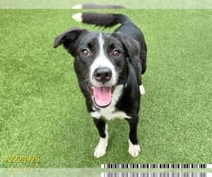 Border Collie-Unknown Mix Dogs for adoption in West Palm Beach, FL, USA