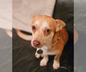 Jack Chi Dogs for adoption in Princeton, MN, USA