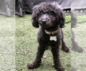 Poodle (Miniature) Dogs for adoption in Brooklyn, NY, USA