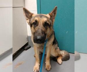German Shepherd Dog Dogs for adoption in Peoria, IL, USA