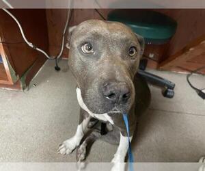 American Pit Bull Terrier Dogs for adoption in Pasadena, CA, USA