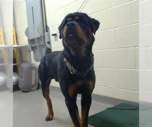 Rottweiler Dogs for adoption in Denver, CO, USA